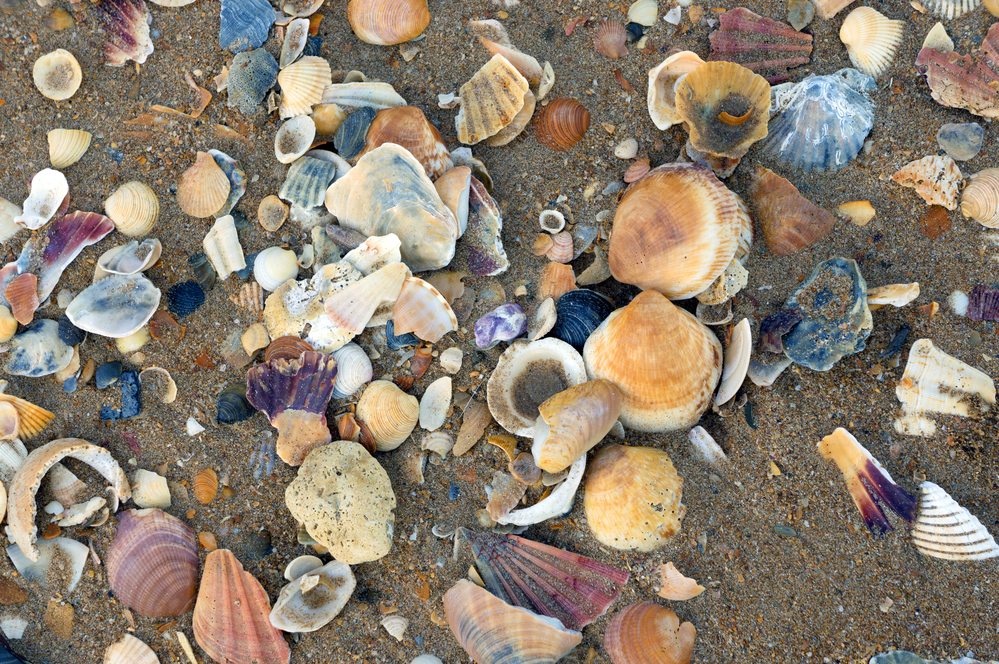 Conchiglie spiaggia mare