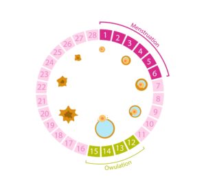 calcolo ovulazione periodo fertile